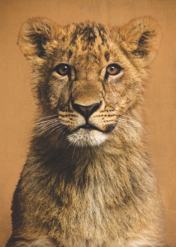 Poster Pui de leu