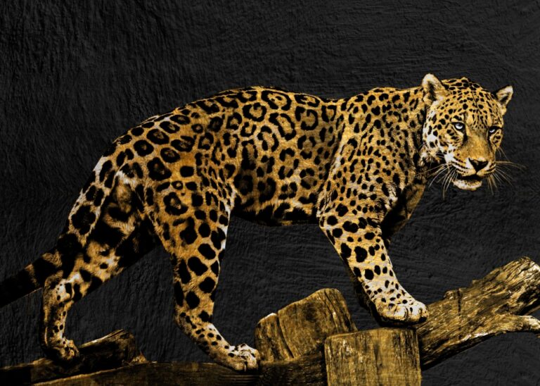 Poster Leopard elegant