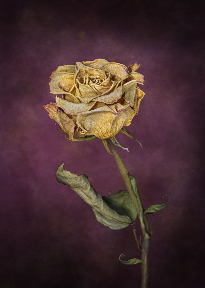 Poster Trandafir uscat pe fundal violet